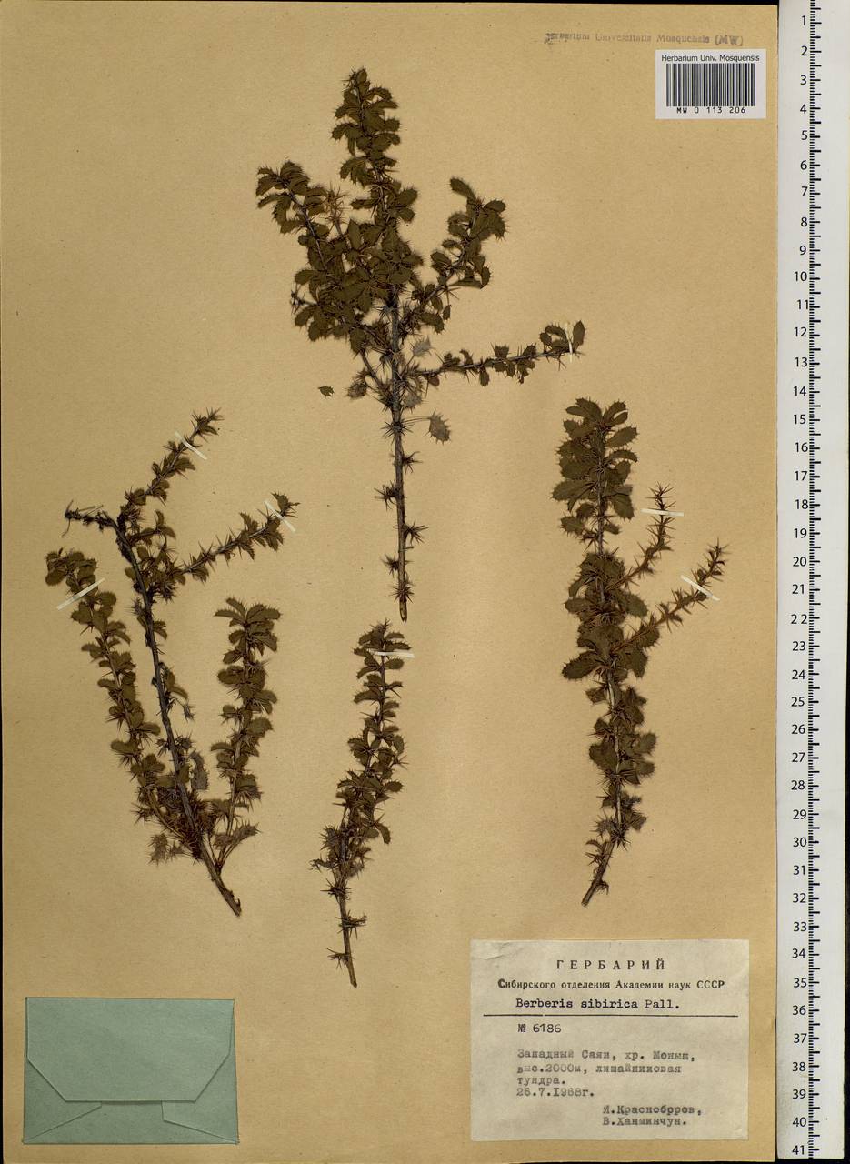 Berberis sibirica Pall., Siberia, Altai & Sayany Mountains (S2) (Russia)