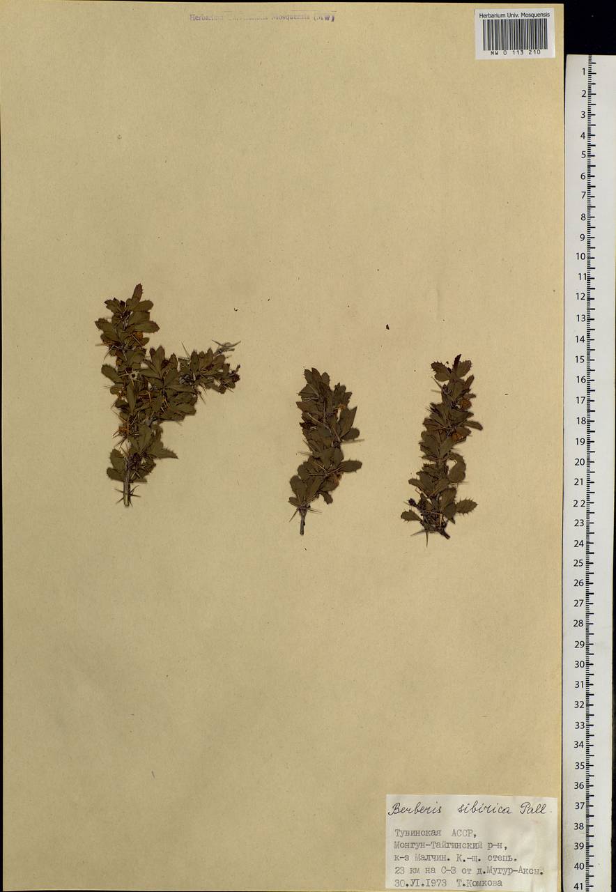 Berberis sibirica Pall., Siberia, Altai & Sayany Mountains (S2) (Russia)