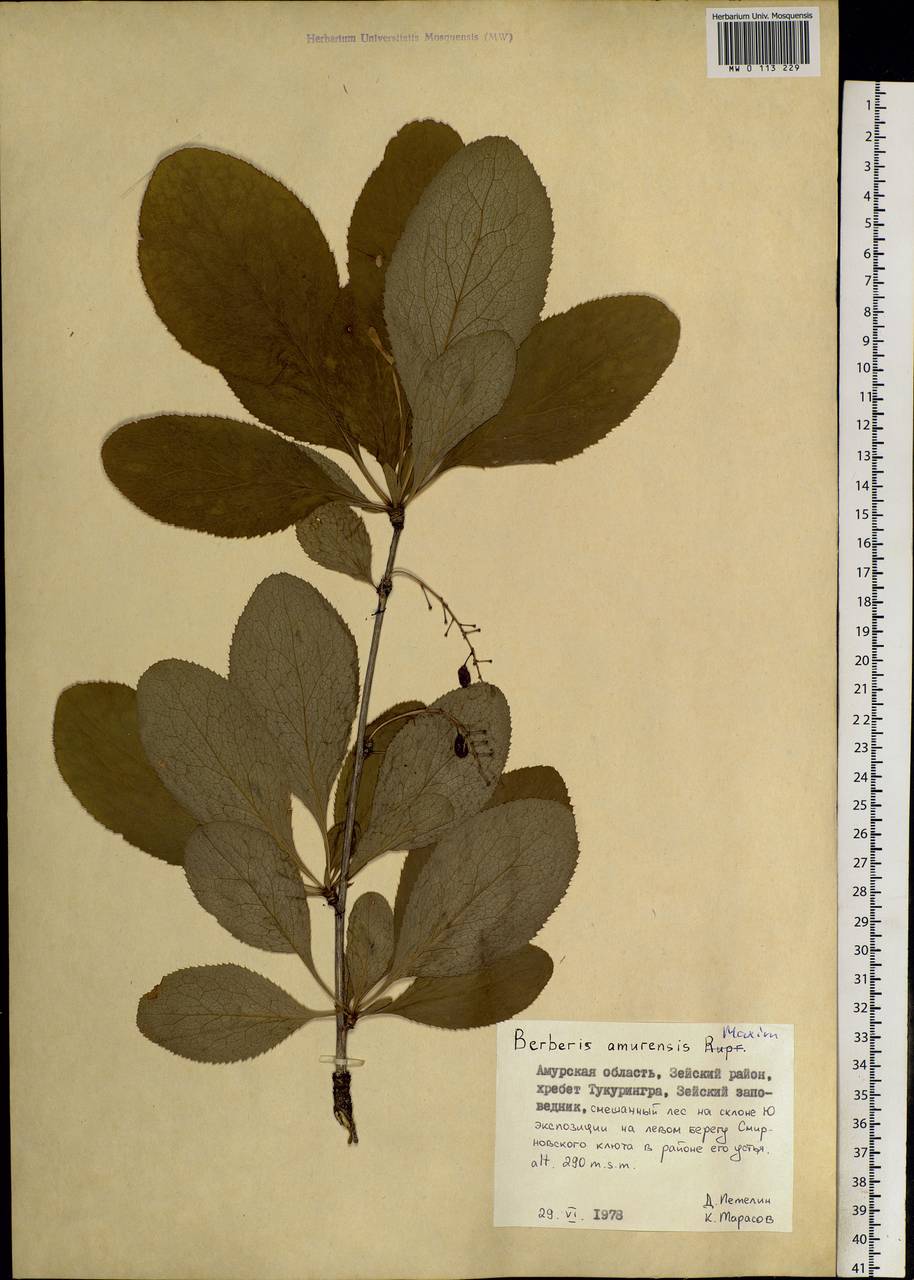 Berberis amurensis Rupr., Siberia, Russian Far East (S6) (Russia)