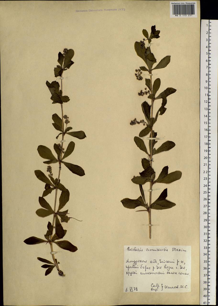 Berberis amurensis Rupr., Siberia, Russian Far East (S6) (Russia)