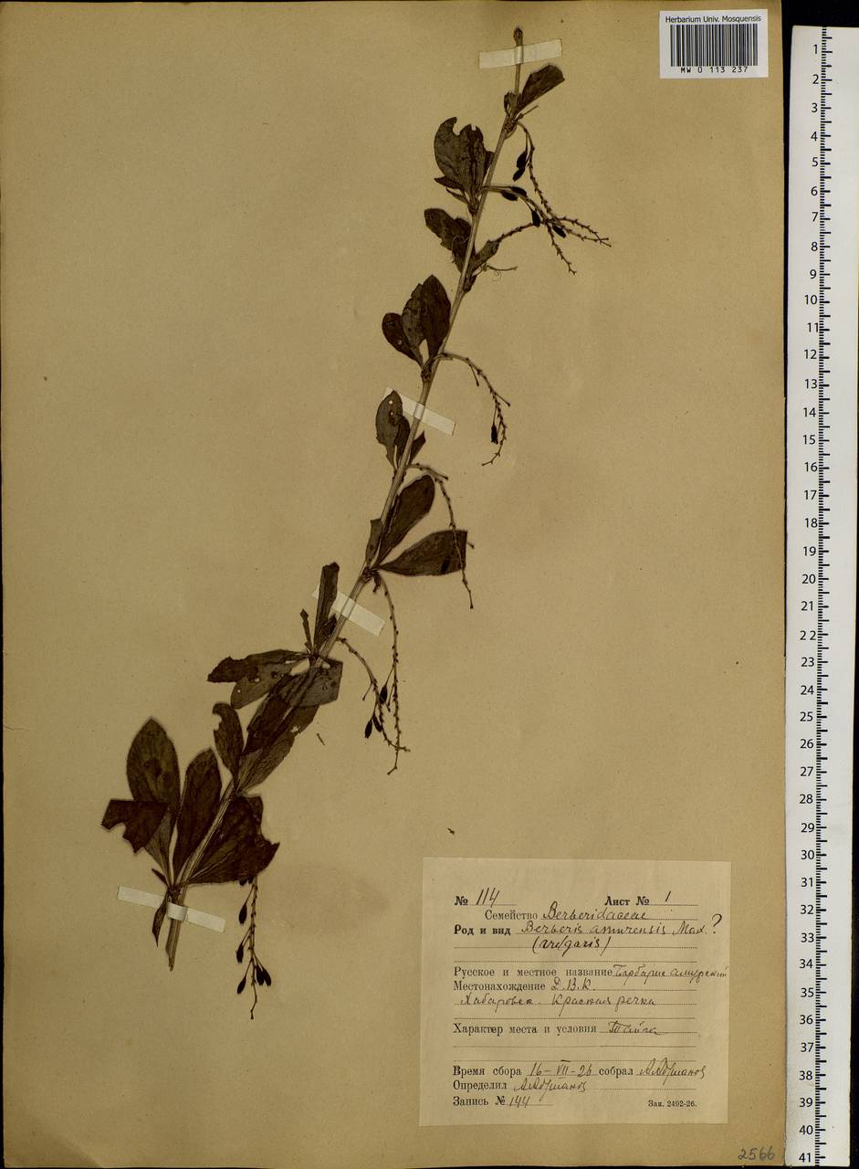 Berberis amurensis Rupr., Siberia, Russian Far East (S6) (Russia)