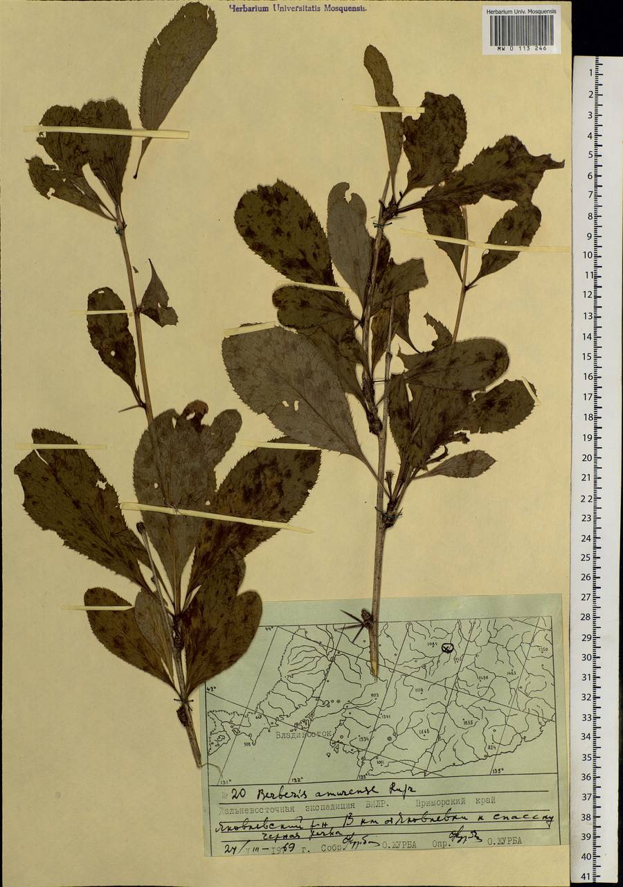 Berberis amurensis Rupr., Siberia, Russian Far East (S6) (Russia)