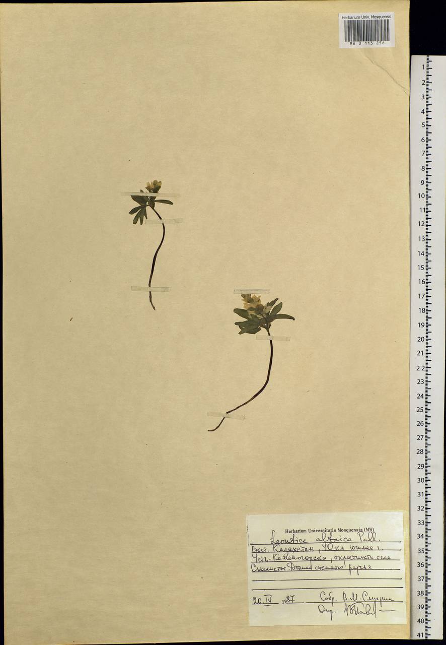 Gymnospermium altaicum (Pall.) Spach, Siberia, Western (Kazakhstan) Altai Mountains (S2a) (Kazakhstan)