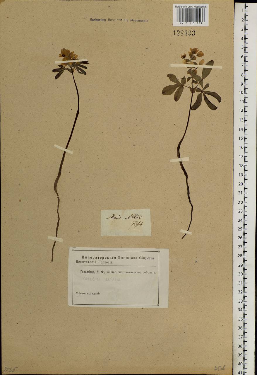 Gymnospermium altaicum (Pall.) Spach, Siberia, Altai & Sayany Mountains (S2) (Russia)