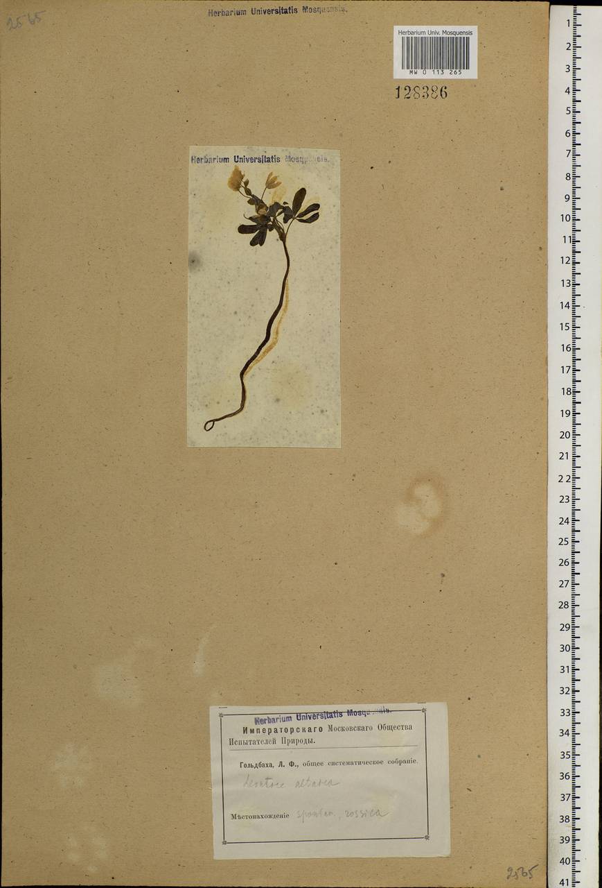 Gymnospermium altaicum (Pall.) Spach, Siberia, Altai & Sayany Mountains (S2) (Russia)