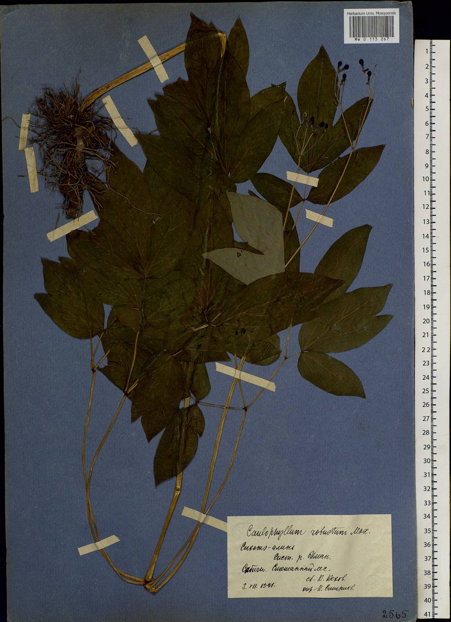 Caulophyllum robustum Maxim., Siberia, Russian Far East (S6) (Russia)