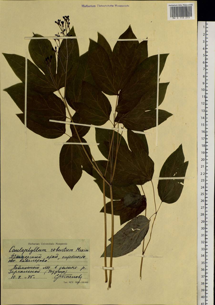 Caulophyllum robustum Maxim., Siberia, Russian Far East (S6) (Russia)