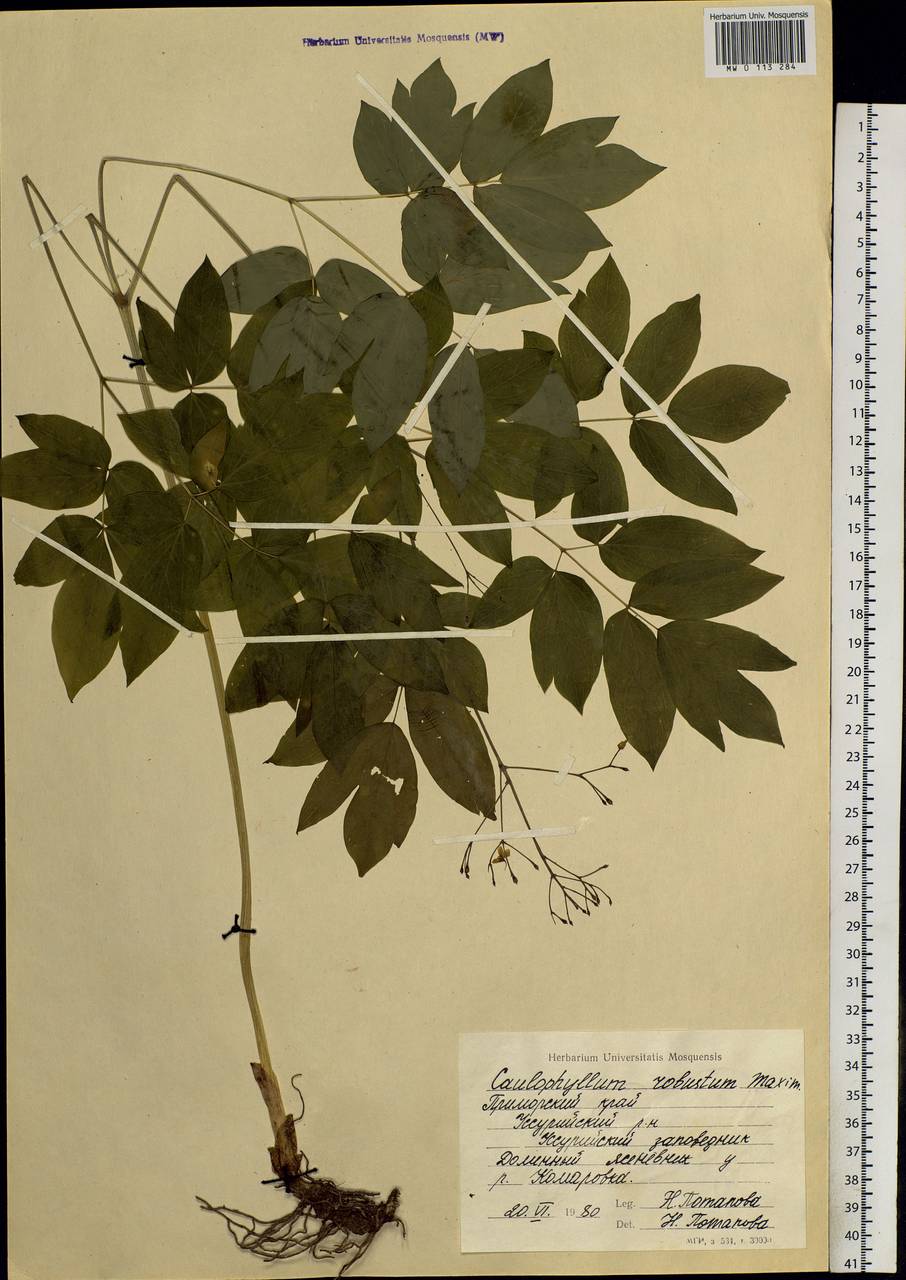 Caulophyllum robustum Maxim., Siberia, Russian Far East (S6) (Russia)