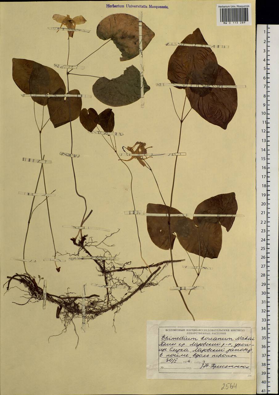 Epimedium koreanum Nakai, Siberia, Russian Far East (S6) (Russia)