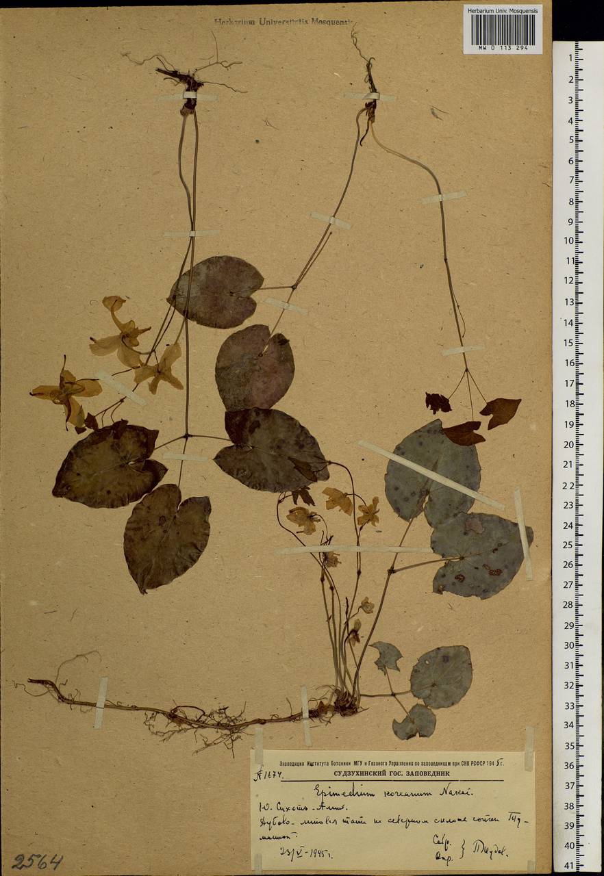 Epimedium koreanum Nakai, Siberia, Russian Far East (S6) (Russia)