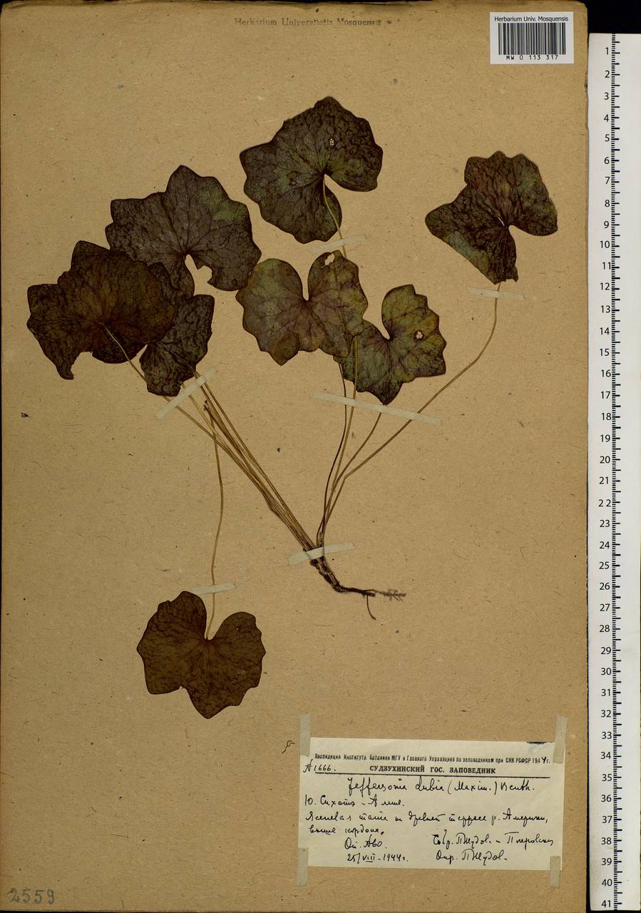 Plagiorhegma dubium Maxim., Siberia, Russian Far East (S6) (Russia)