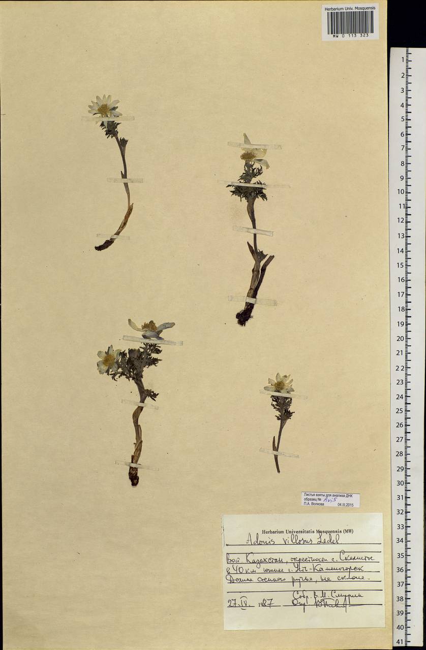 Adonis villosa Ledeb., Siberia, Western (Kazakhstan) Altai Mountains (S2a) (Kazakhstan)