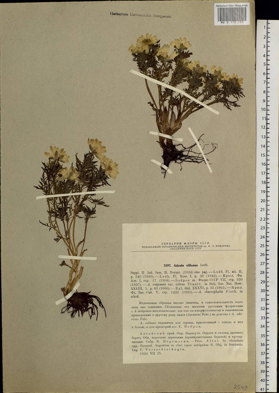 Adonis villosa Ledeb., Siberia, Altai & Sayany Mountains (S2) (Russia)