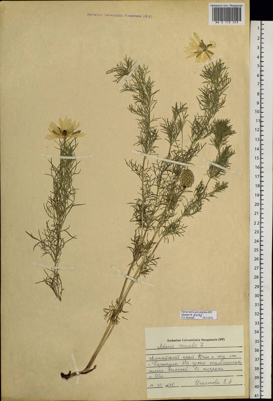 Adonis vernalis L., Siberia, Altai & Sayany Mountains (S2) (Russia)