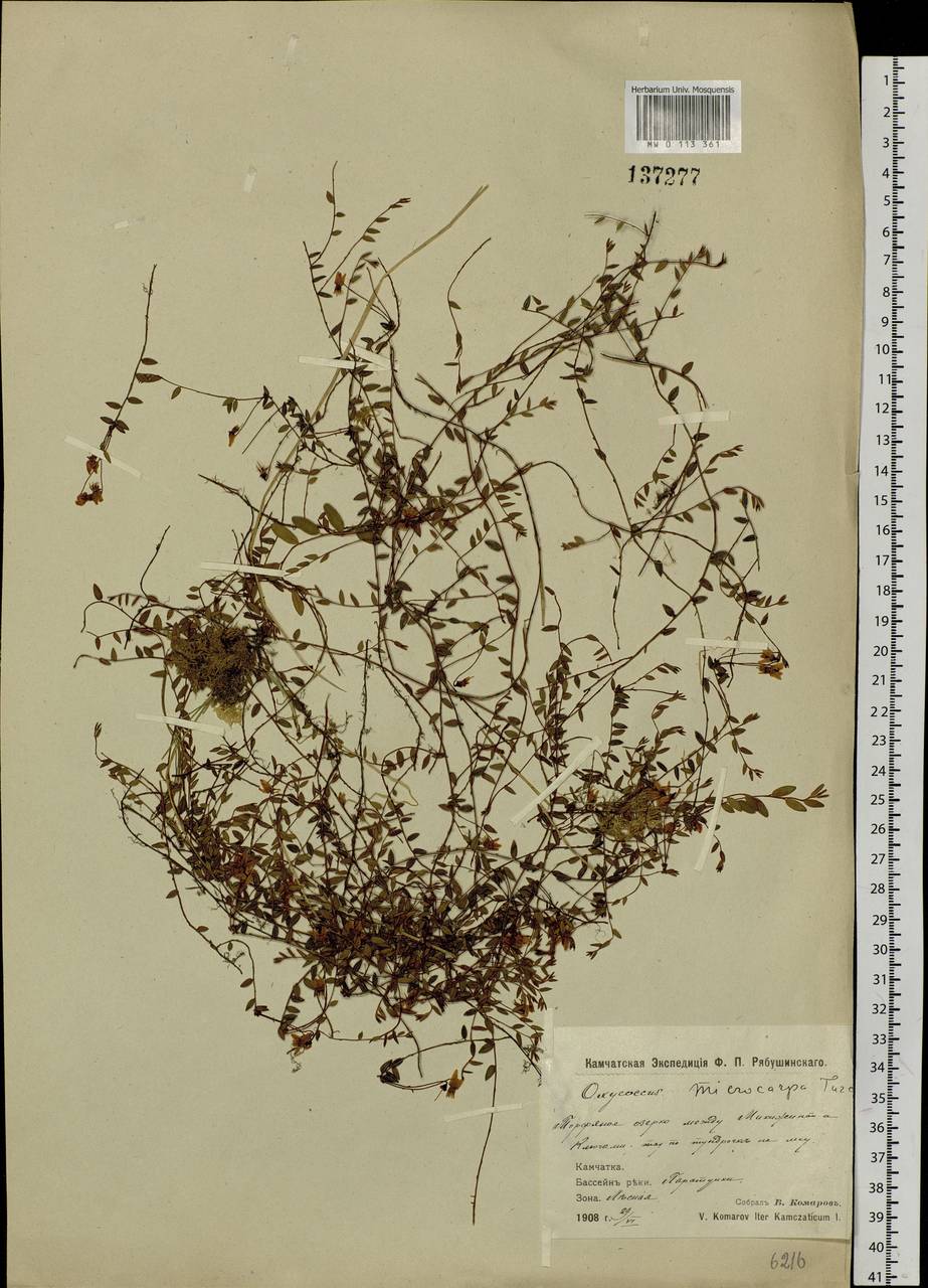Vaccinium microcarpum (Turcz. ex Rupr.) Schmalh. ex Busch, Siberia, Chukotka & Kamchatka (S7) (Russia)