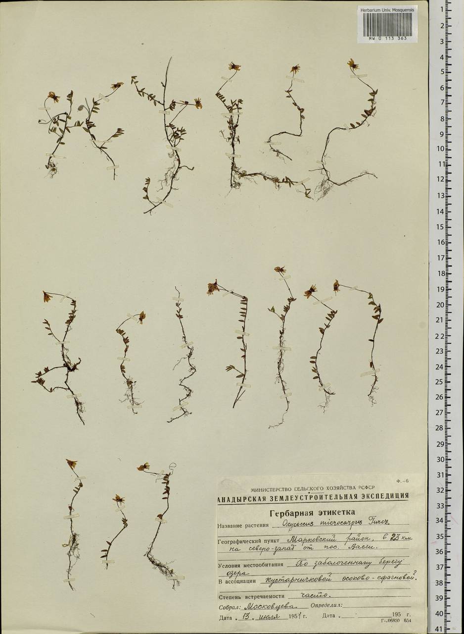 Vaccinium microcarpum (Turcz. ex Rupr.) Schmalh. ex Busch, Siberia, Chukotka & Kamchatka (S7) (Russia)