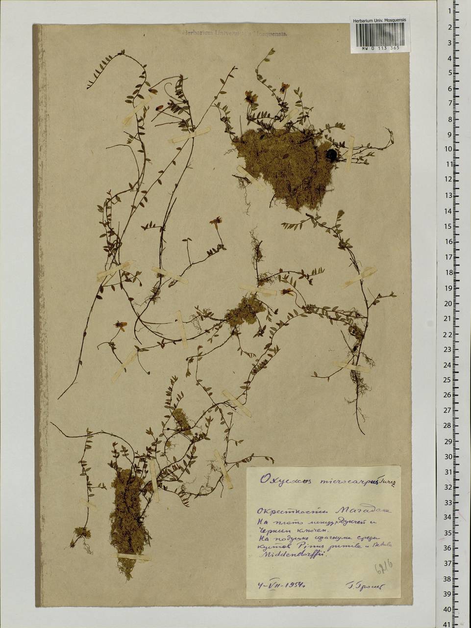 Vaccinium microcarpum (Turcz. ex Rupr.) Schmalh. ex Busch, Siberia, Chukotka & Kamchatka (S7) (Russia)