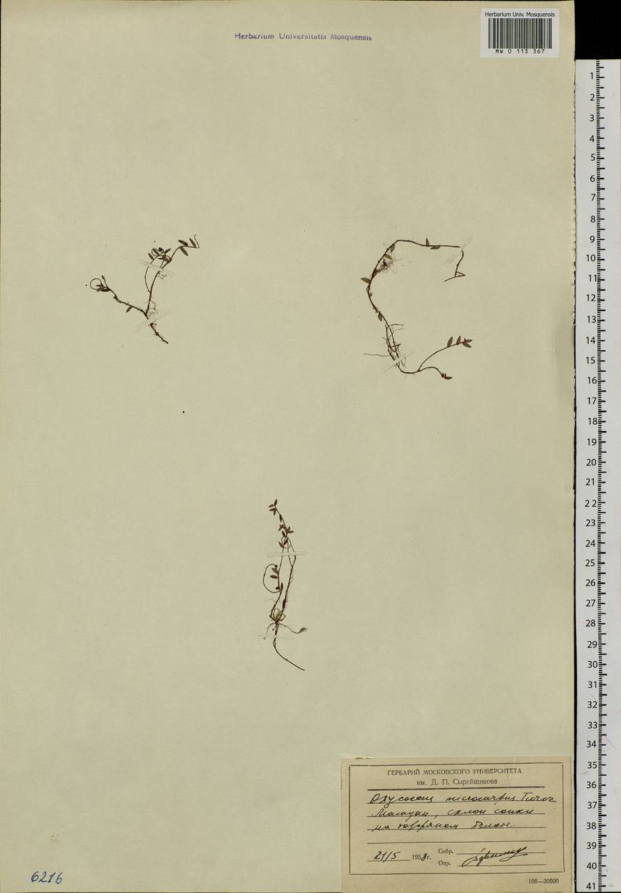 Vaccinium microcarpum (Turcz. ex Rupr.) Schmalh. ex Busch, Siberia, Chukotka & Kamchatka (S7) (Russia)