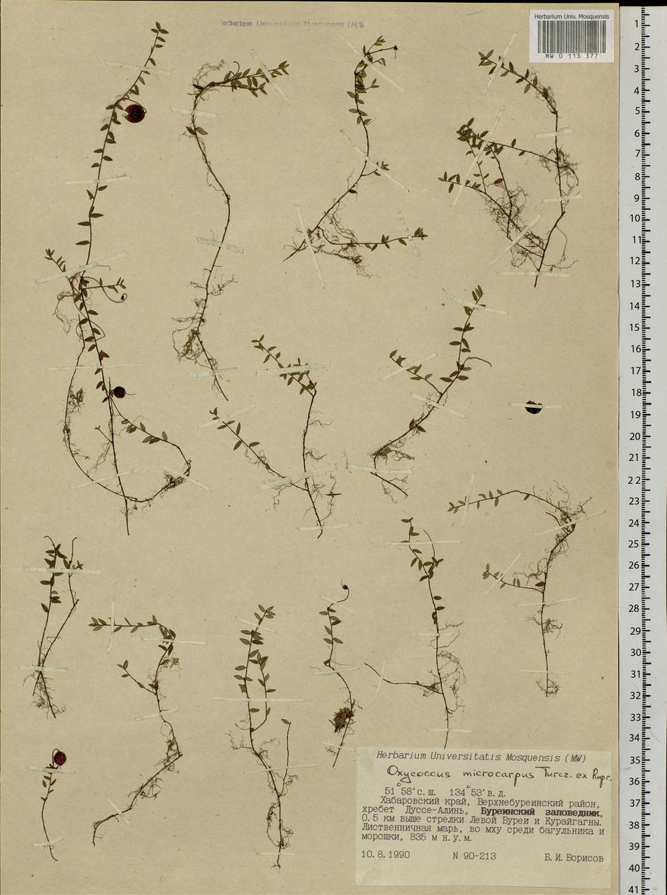 Vaccinium microcarpum (Turcz. ex Rupr.) Schmalh. ex Busch, Siberia, Russian Far East (S6) (Russia)