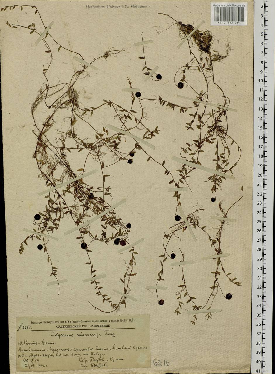 Vaccinium microcarpum (Turcz. ex Rupr.) Schmalh. ex Busch, Siberia, Russian Far East (S6) (Russia)