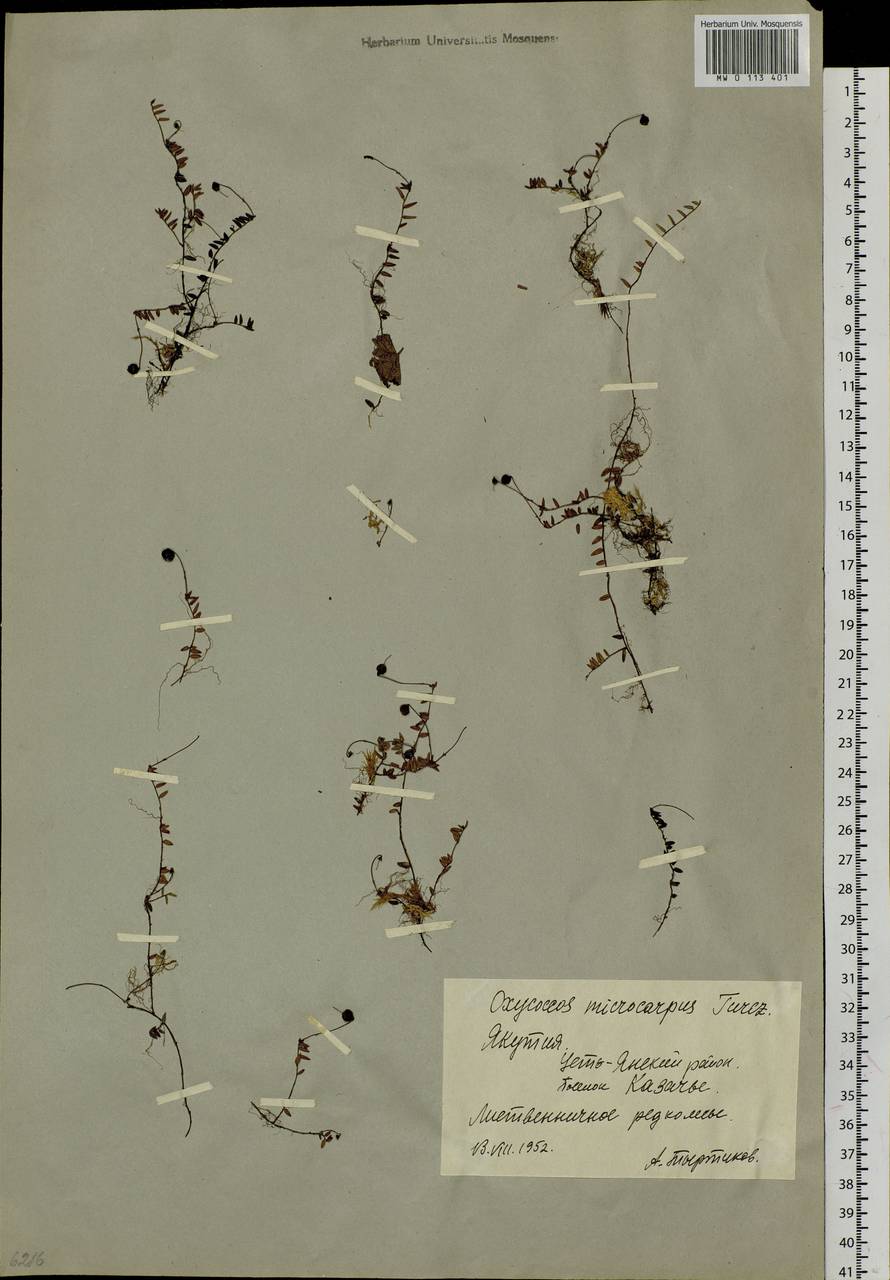Vaccinium microcarpum (Turcz. ex Rupr.) Schmalh. ex Busch, Siberia, Yakutia (S5) (Russia)