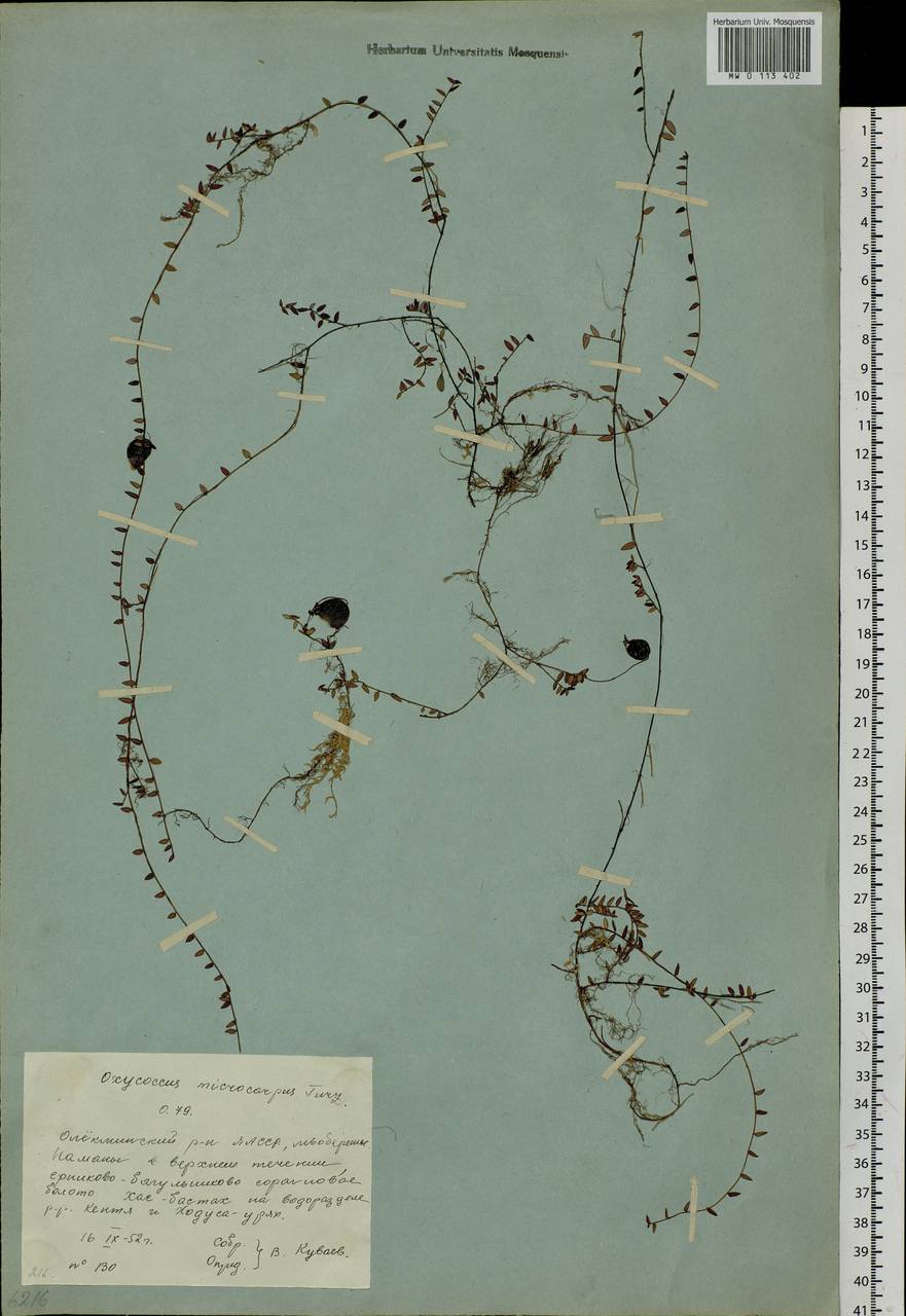 Vaccinium microcarpum (Turcz. ex Rupr.) Schmalh. ex Busch, Siberia, Yakutia (S5) (Russia)