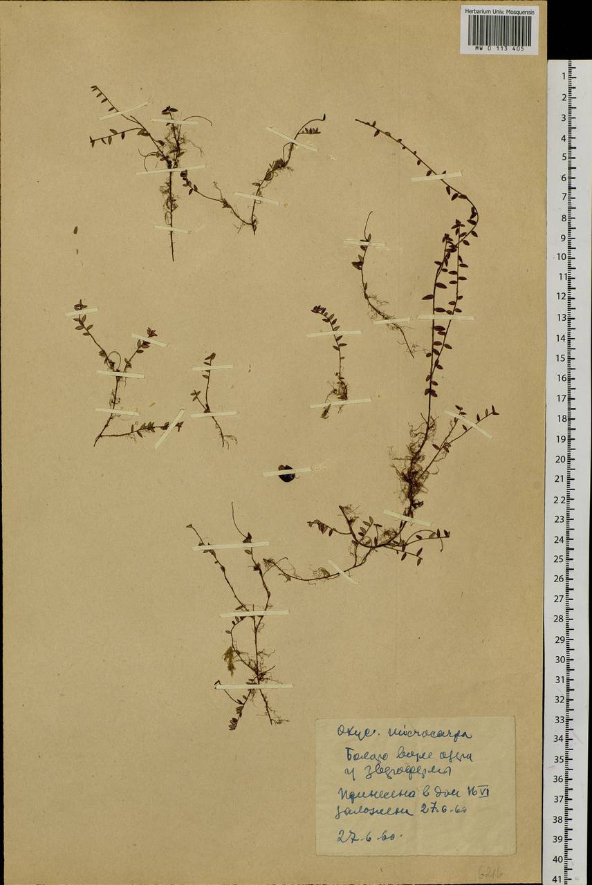 Vaccinium microcarpum (Turcz. ex Rupr.) Schmalh. ex Busch, Siberia, Yakutia (S5) (Russia)