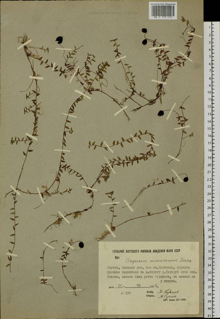 Vaccinium microcarpum (Turcz. ex Rupr.) Schmalh. ex Busch, Siberia, Yakutia (S5) (Russia)