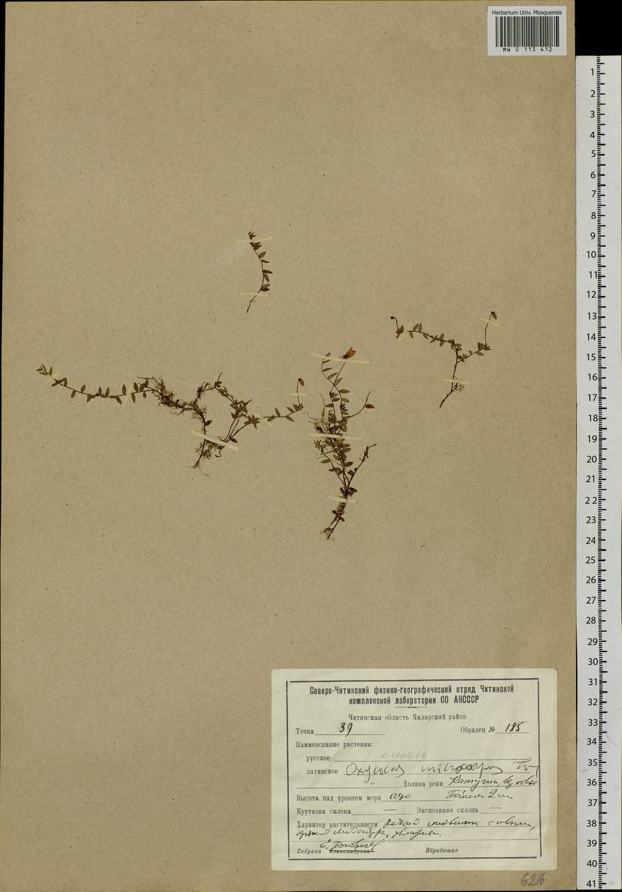 Vaccinium microcarpum (Turcz. ex Rupr.) Schmalh. ex Busch, Siberia, Baikal & Transbaikal region (S4) (Russia)