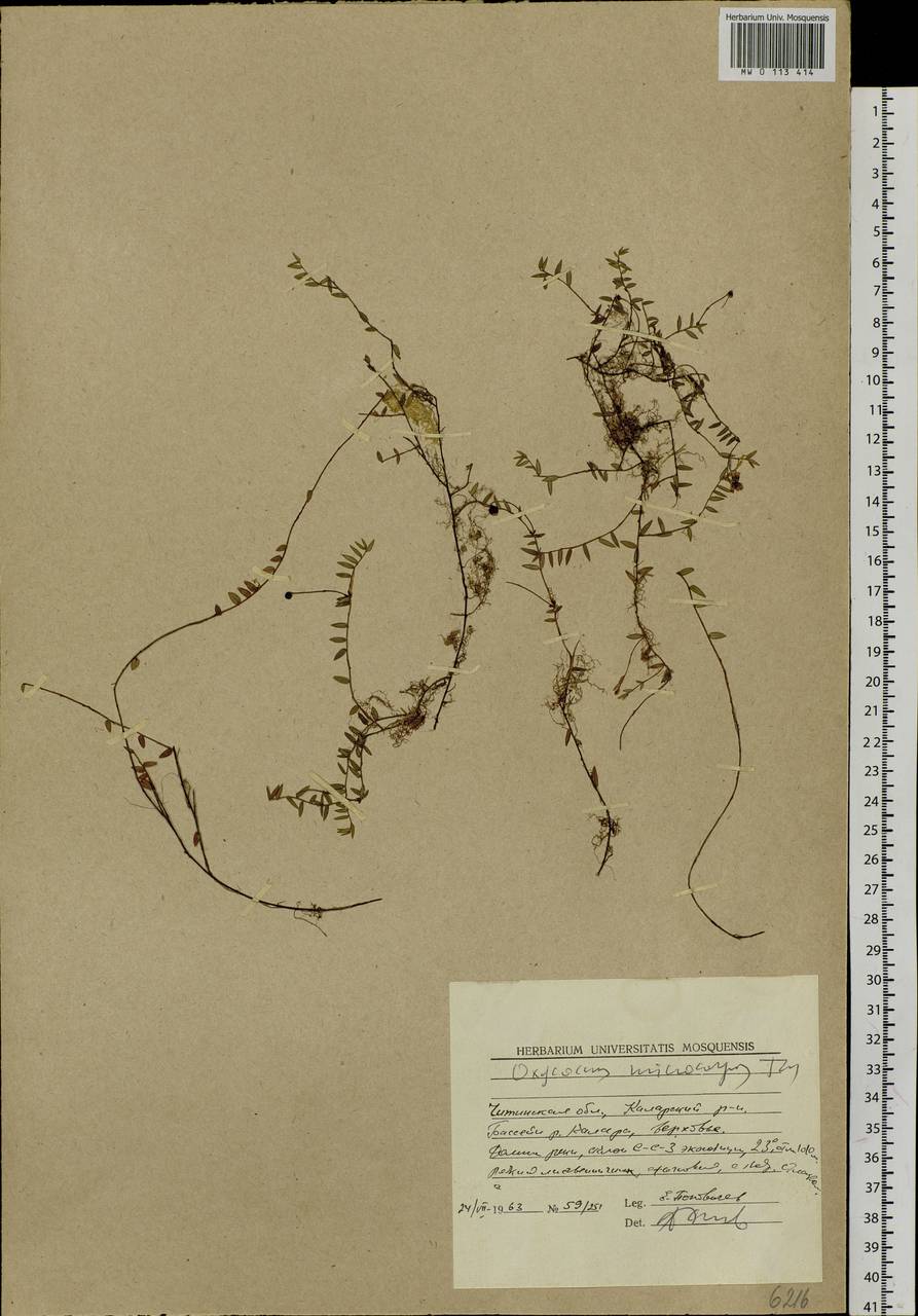 Vaccinium microcarpum (Turcz. ex Rupr.) Schmalh. ex Busch, Siberia, Baikal & Transbaikal region (S4) (Russia)