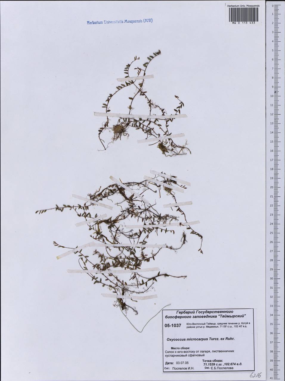 Vaccinium microcarpum (Turcz. ex Rupr.) Schmalh. ex Busch, Siberia, Central Siberia (S3) (Russia)