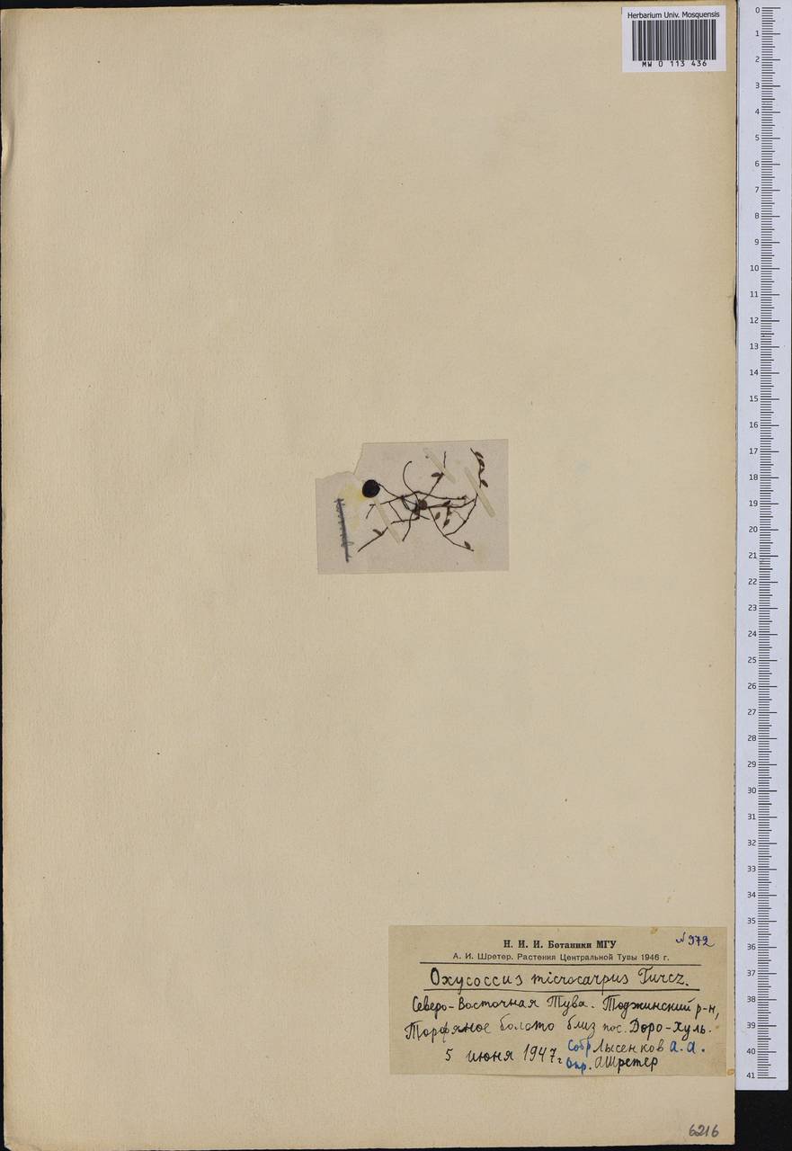 Vaccinium microcarpum (Turcz. ex Rupr.) Schmalh. ex Busch, Siberia, Altai & Sayany Mountains (S2) (Russia)