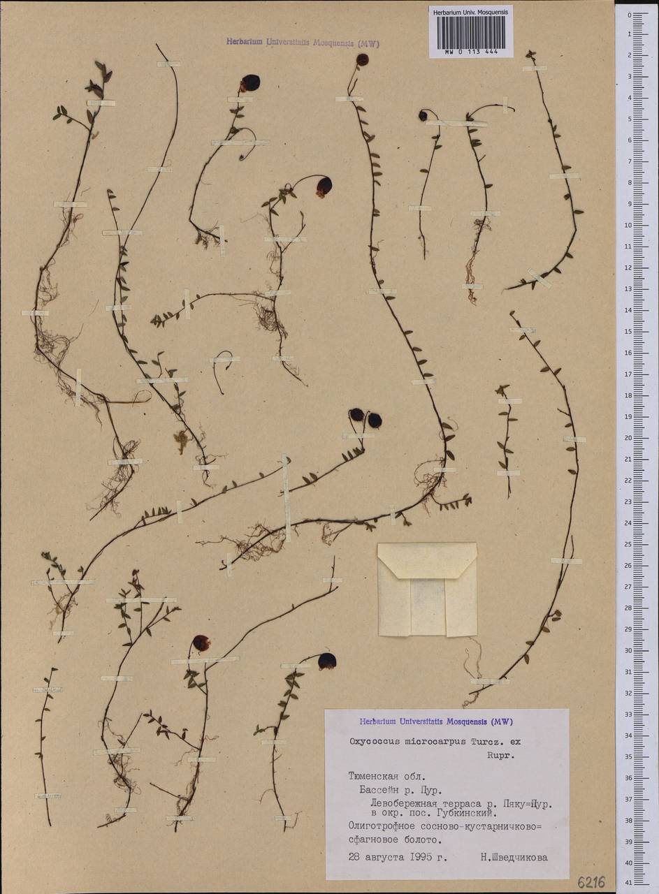 Vaccinium microcarpum (Turcz. ex Rupr.) Schmalh. ex Busch, Siberia, Western Siberia (S1) (Russia)