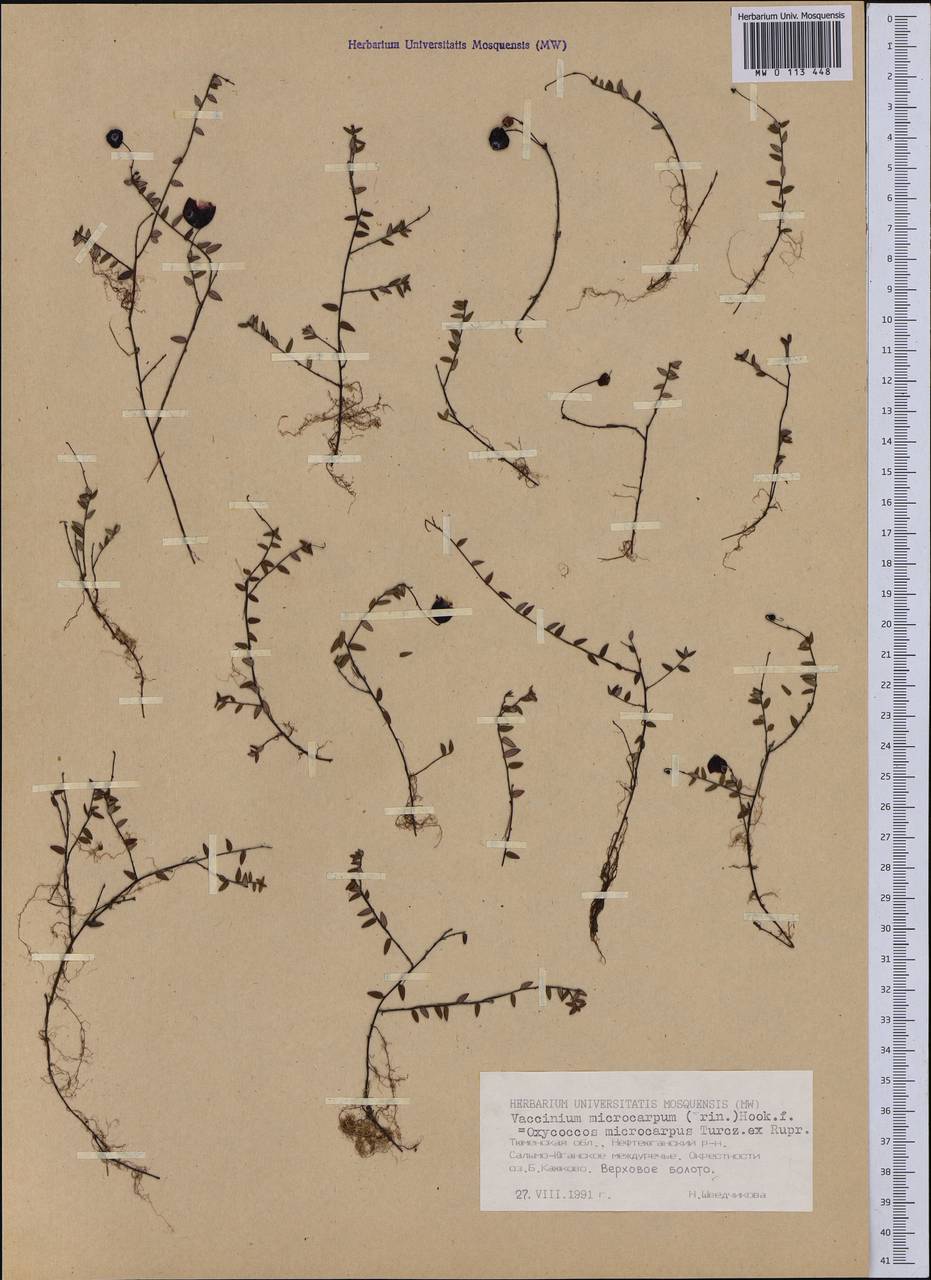 Vaccinium microcarpum (Turcz. ex Rupr.) Schmalh. ex Busch, Siberia, Western Siberia (S1) (Russia)