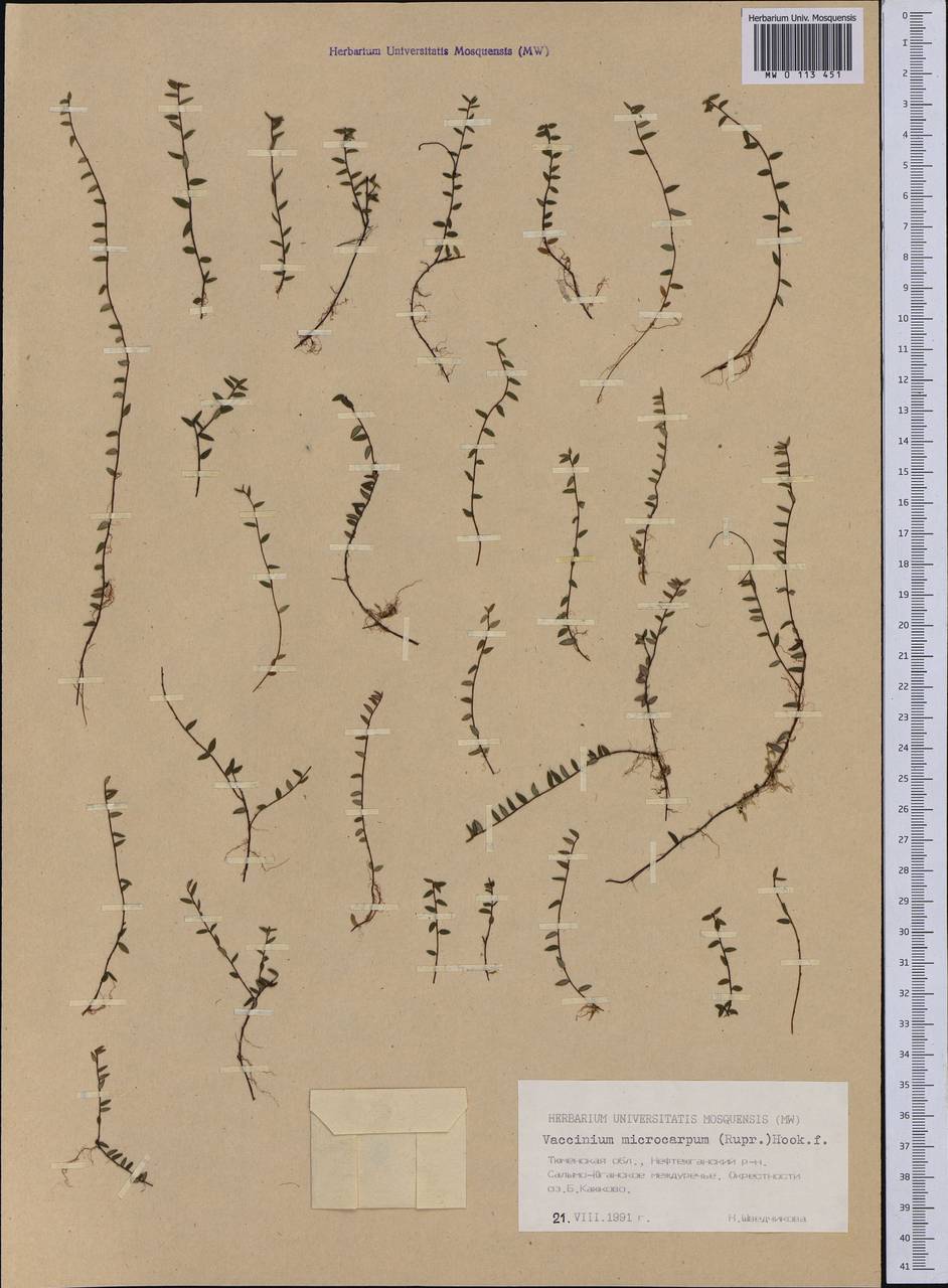 Vaccinium microcarpum (Turcz. ex Rupr.) Schmalh. ex Busch, Siberia, Western Siberia (S1) (Russia)