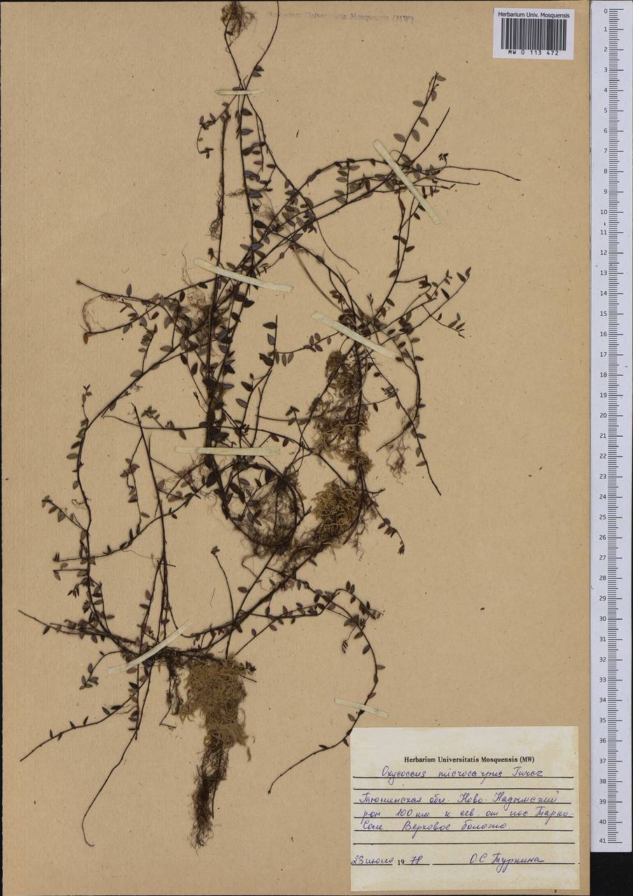 Vaccinium microcarpum (Turcz. ex Rupr.) Schmalh. ex Busch, Siberia, Western Siberia (S1) (Russia)