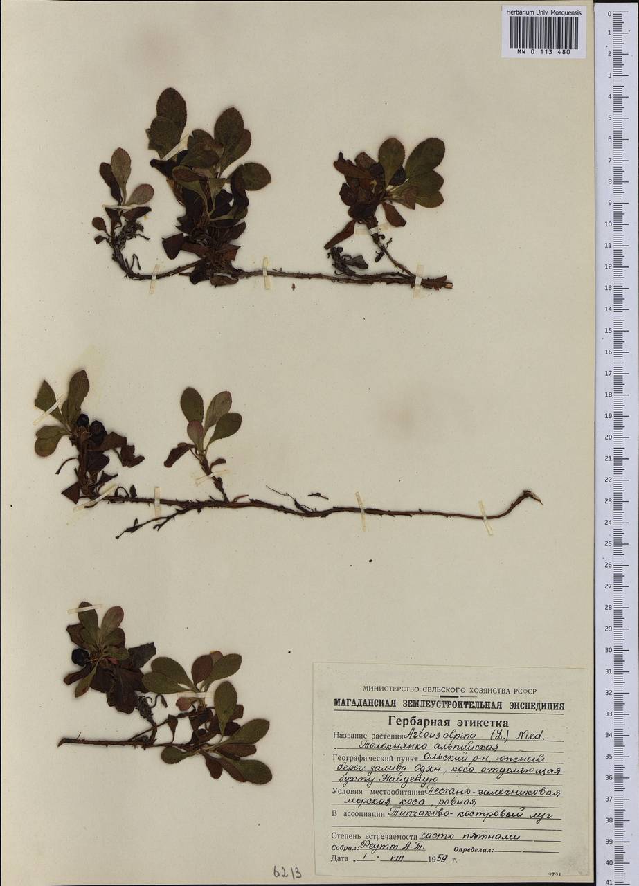 Arctostaphylos alpinus (L.) Spreng., Siberia, Chukotka & Kamchatka (S7) (Russia)