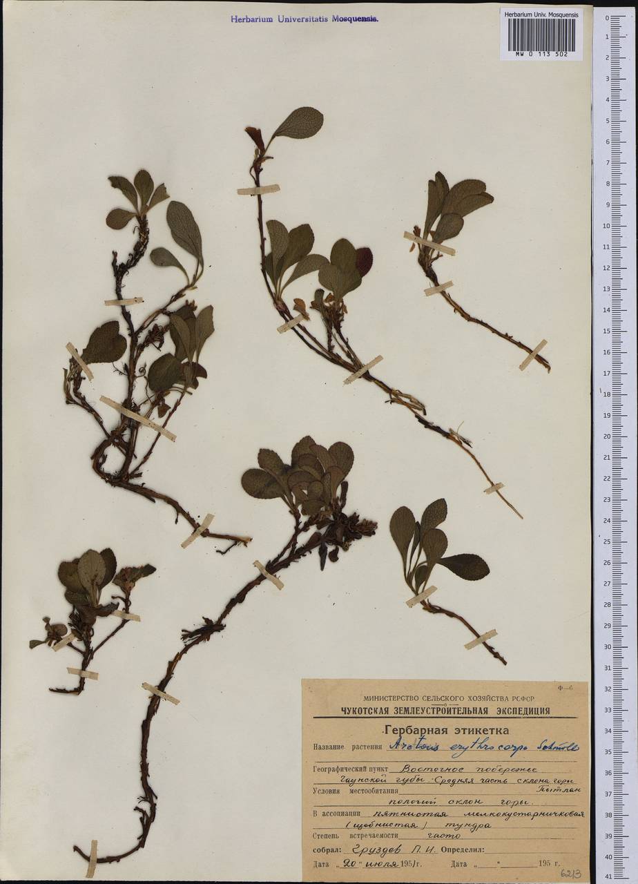 Arctostaphylos rubra (Rehder & E. H. Wilson) Fernald, Siberia, Chukotka & Kamchatka (S7) (Russia)