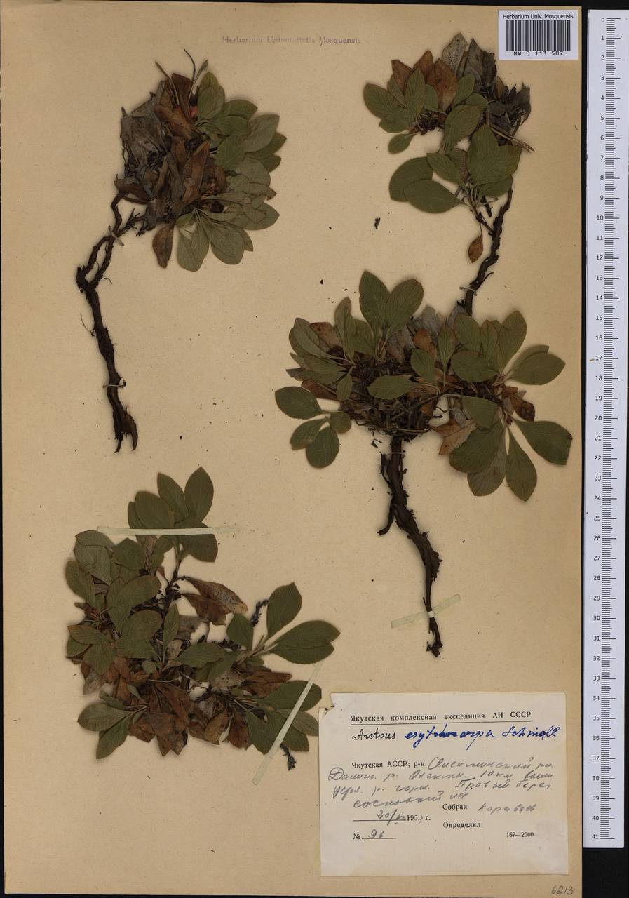 Arctostaphylos rubra (Rehder & E. H. Wilson) Fernald, Siberia, Yakutia (S5) (Russia)
