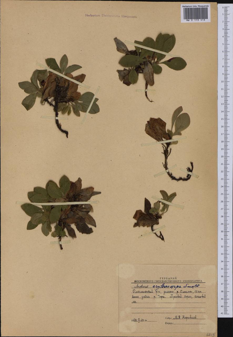 Arctostaphylos rubra (Rehder & E. H. Wilson) Fernald, Siberia, Yakutia (S5) (Russia)