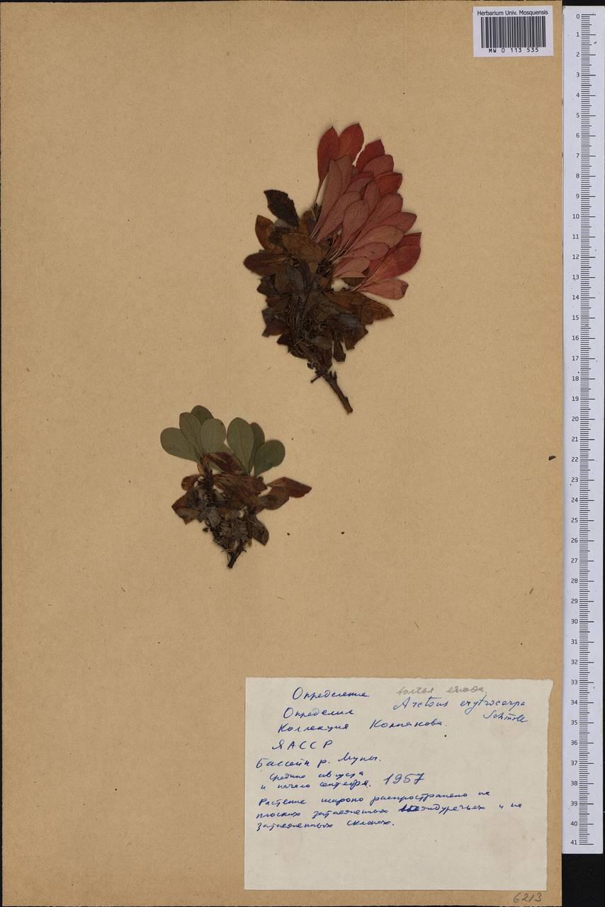 Arctostaphylos rubra (Rehder & E. H. Wilson) Fernald, Siberia, Yakutia (S5) (Russia)
