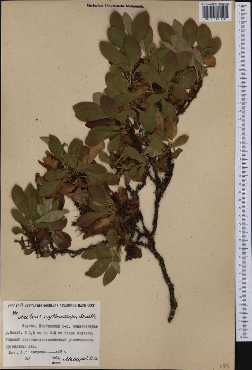 Arctostaphylos rubra (Rehder & E. H. Wilson) Fernald, Siberia, Yakutia (S5) (Russia)