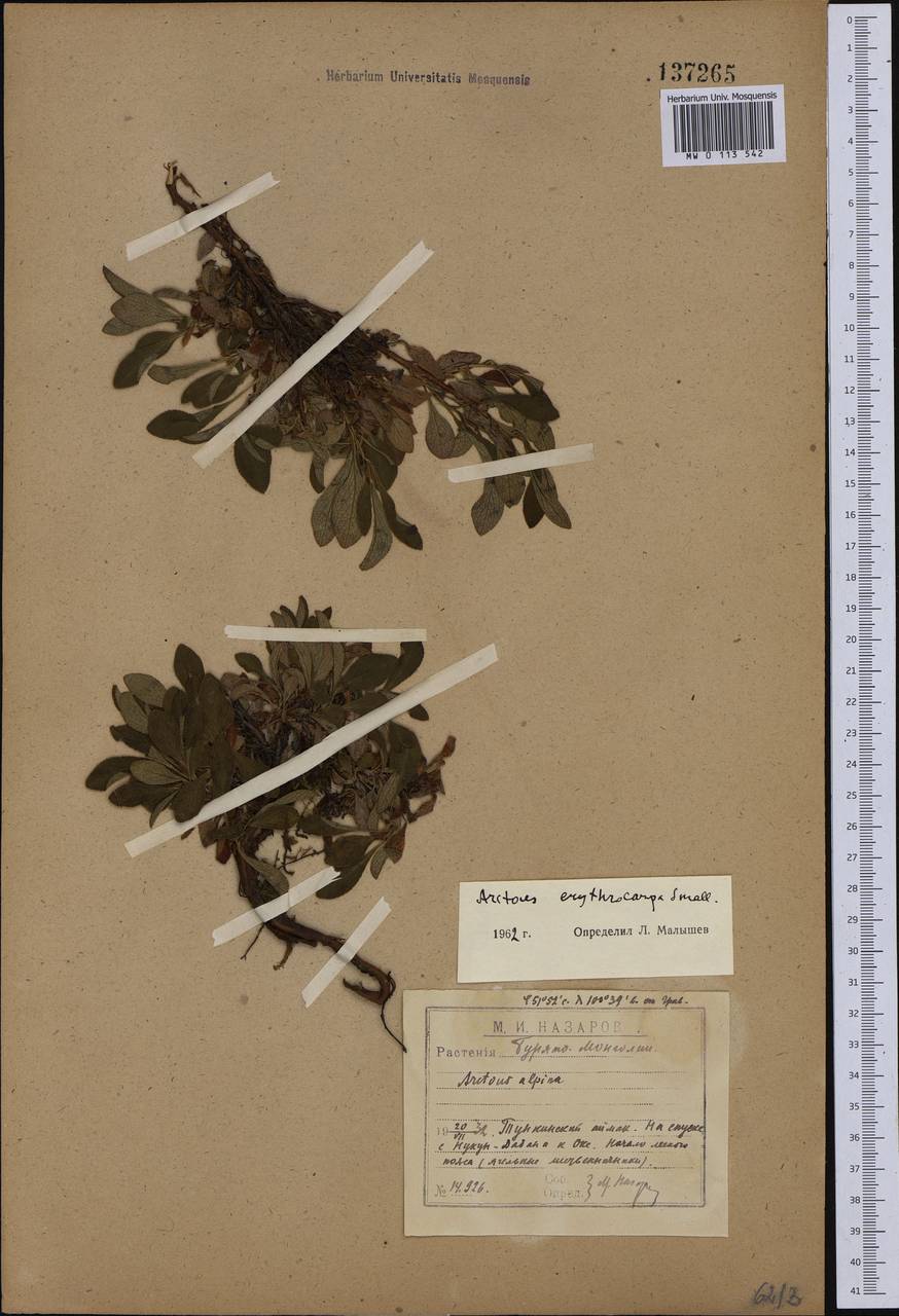 Arctostaphylos rubra (Rehder & E. H. Wilson) Fernald, Siberia, Baikal & Transbaikal region (S4) (Russia)