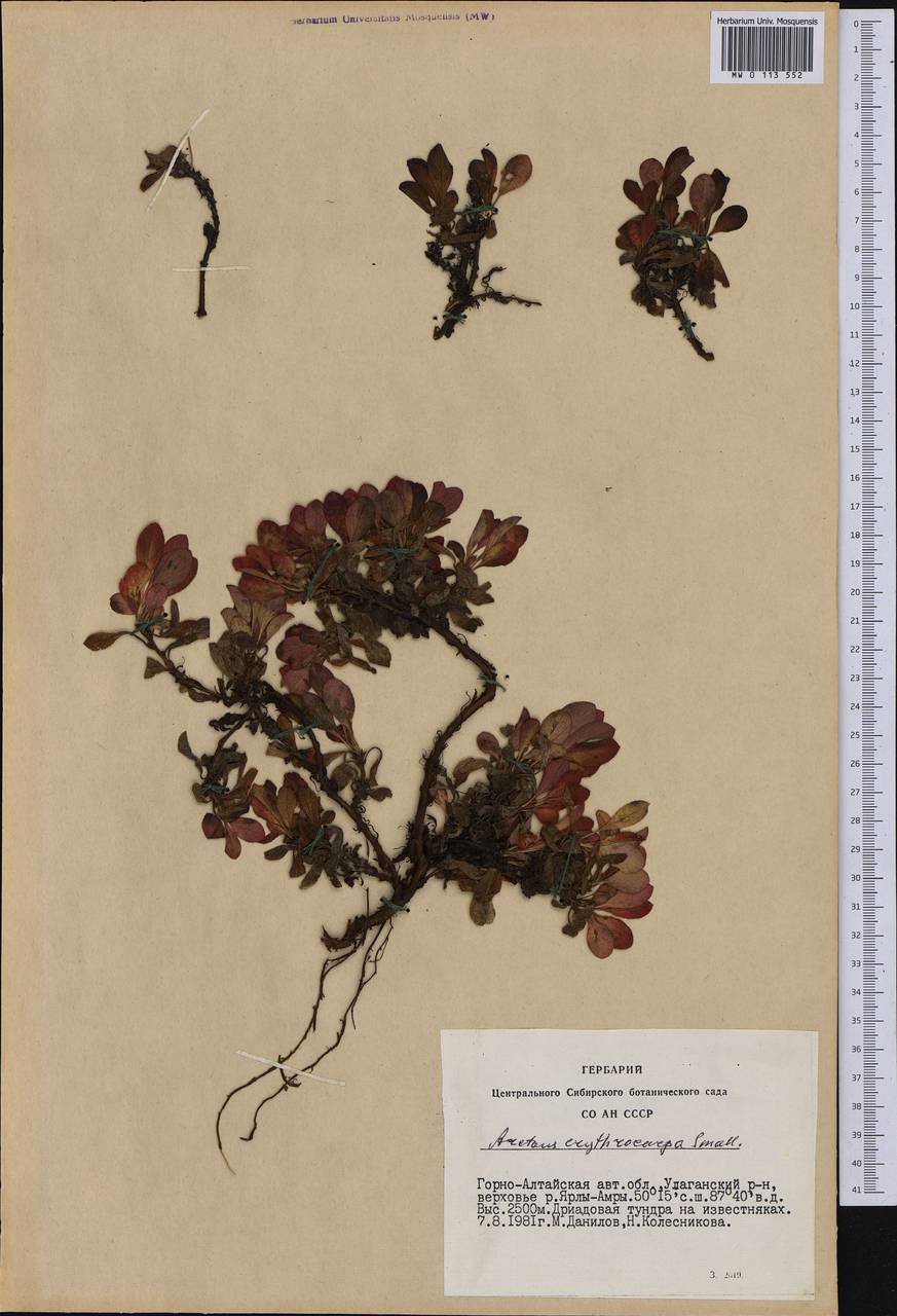 Arctostaphylos rubra (Rehder & E. H. Wilson) Fernald, Siberia, Altai & Sayany Mountains (S2) (Russia)