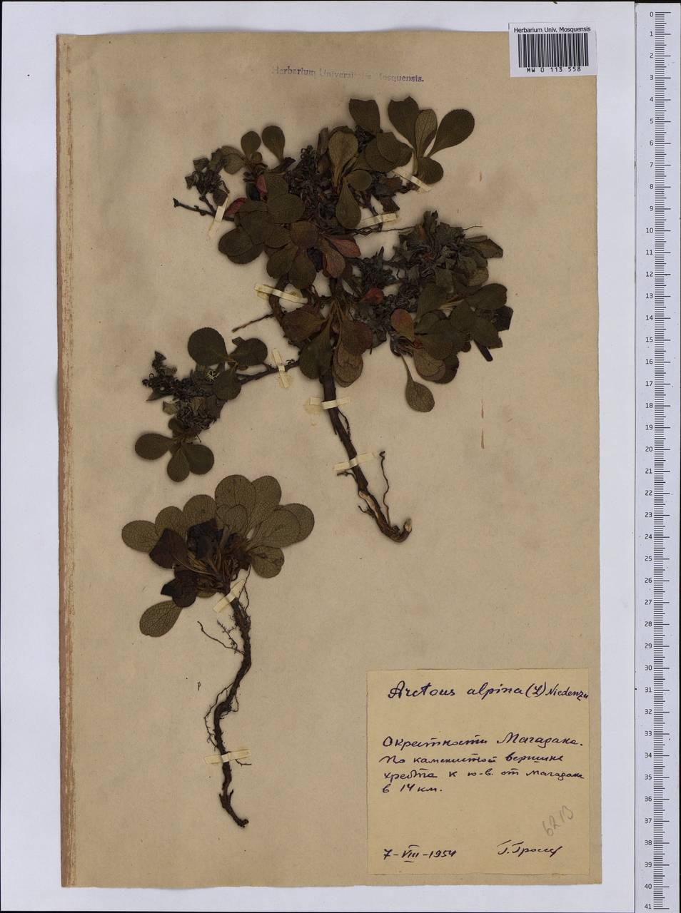 Arctostaphylos alpinus (L.) Spreng., Siberia, Chukotka & Kamchatka (S7) (Russia)
