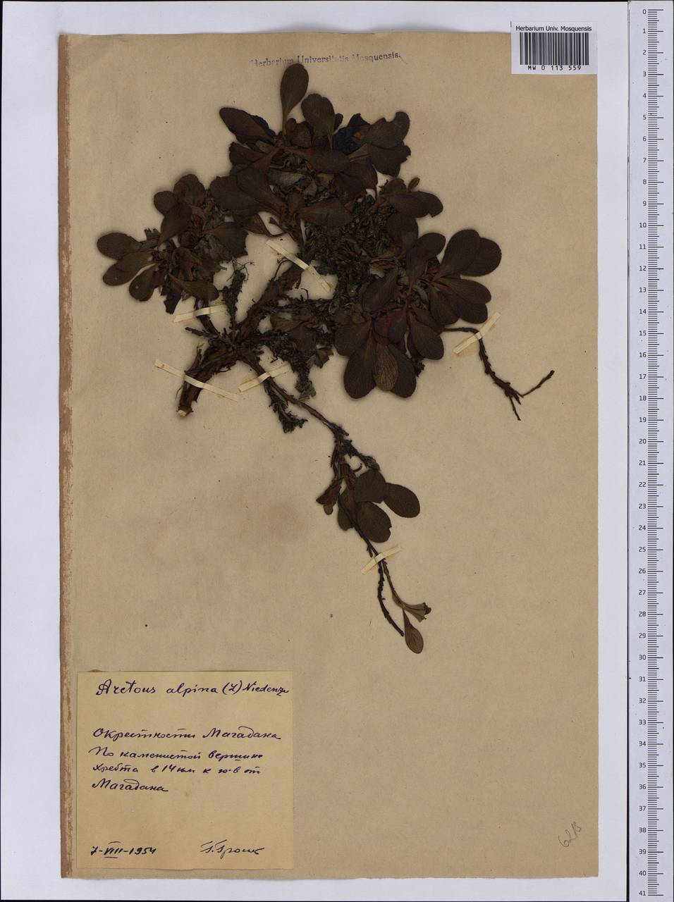 Arctostaphylos alpinus (L.) Spreng., Siberia, Chukotka & Kamchatka (S7) (Russia)