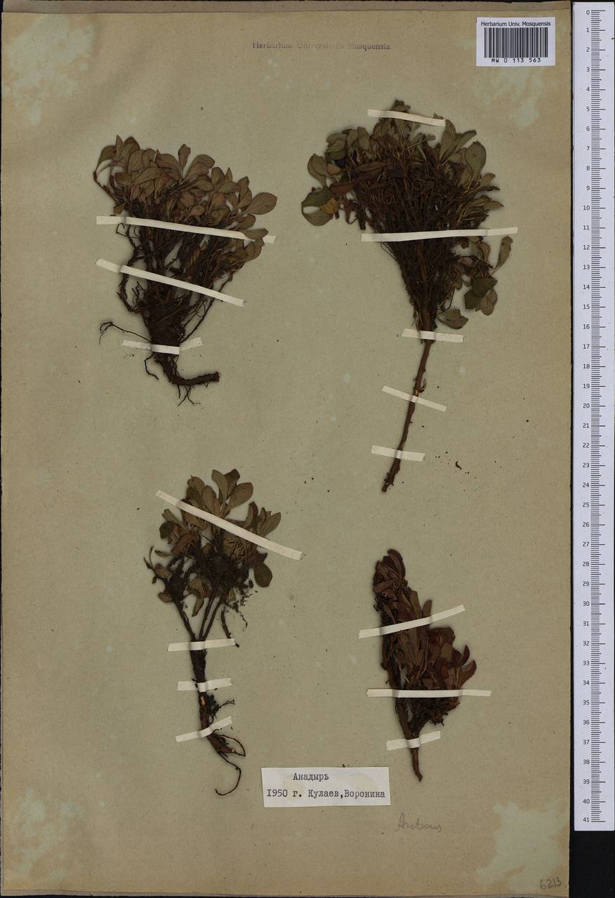 Arctostaphylos alpinus (L.) Spreng., Siberia, Chukotka & Kamchatka (S7) (Russia)