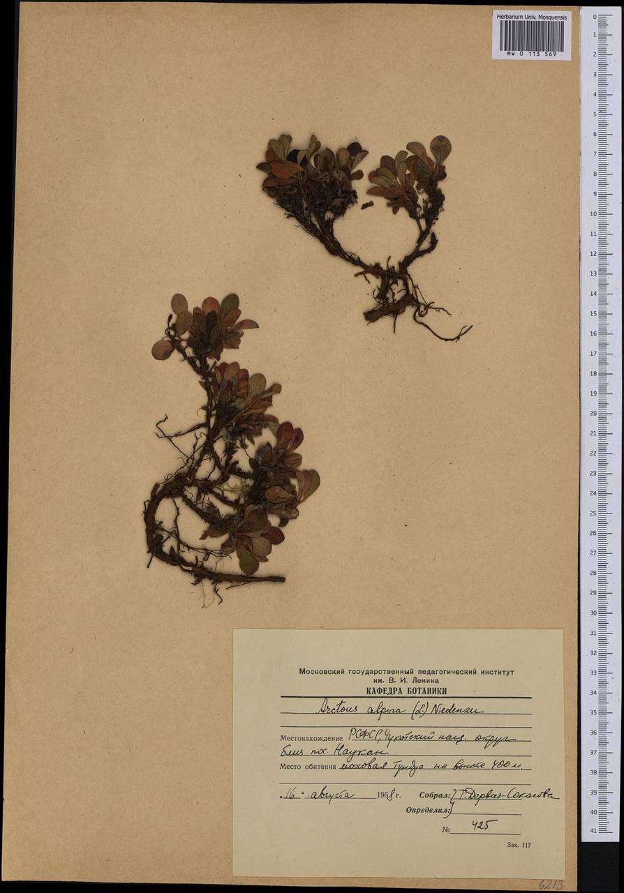 Arctostaphylos alpinus (L.) Spreng., Siberia, Chukotka & Kamchatka (S7) (Russia)