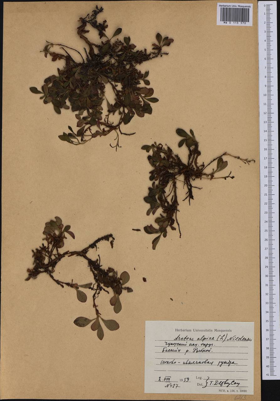 Arctostaphylos alpinus (L.) Spreng., Siberia, Chukotka & Kamchatka (S7) (Russia)