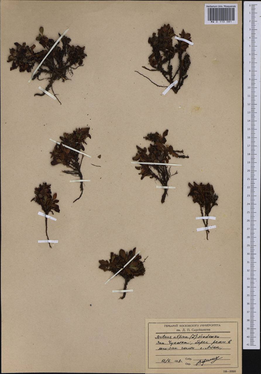 Arctostaphylos alpinus (L.) Spreng., Siberia, Chukotka & Kamchatka (S7) (Russia)